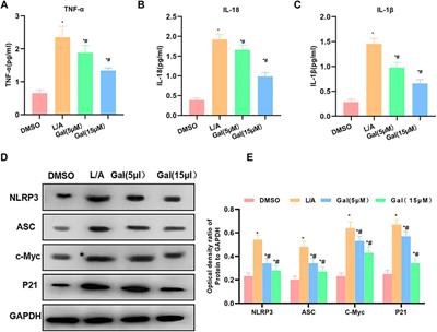 Galloflavin Relieves the Malignant Behavior of Colorectal Cancer Cells in the Inflammatory Tumor Microenvironment